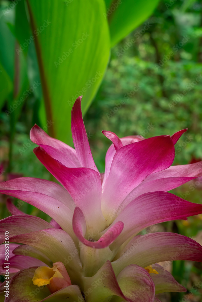 pink curcuma flower