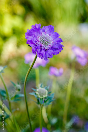 Blue Scabiosa caucasica sort Deep Blue in garden