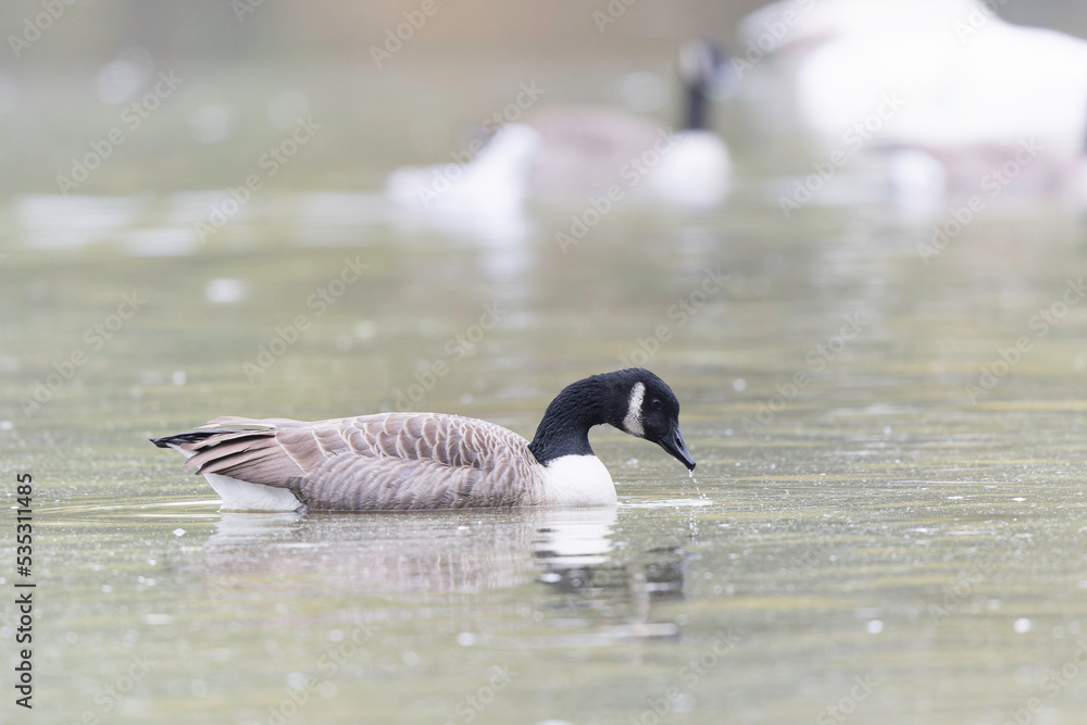 Canada goose swimming on a pond in the morning mist of a winter day Canada goose swimming on a pond in the morning mist of a winter day
