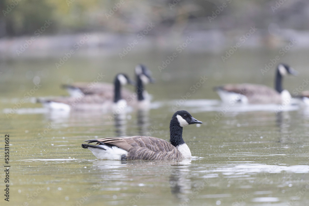 Canada goose swimming on a pond in the morning mist of a winter day Canada goose swimming on a pond in the morning mist of a winter day