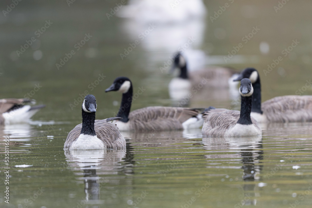 Canada goose swimming on a pond in the morning mist of a winter day Canada goose swimming on a pond in the morning mist of a winter day