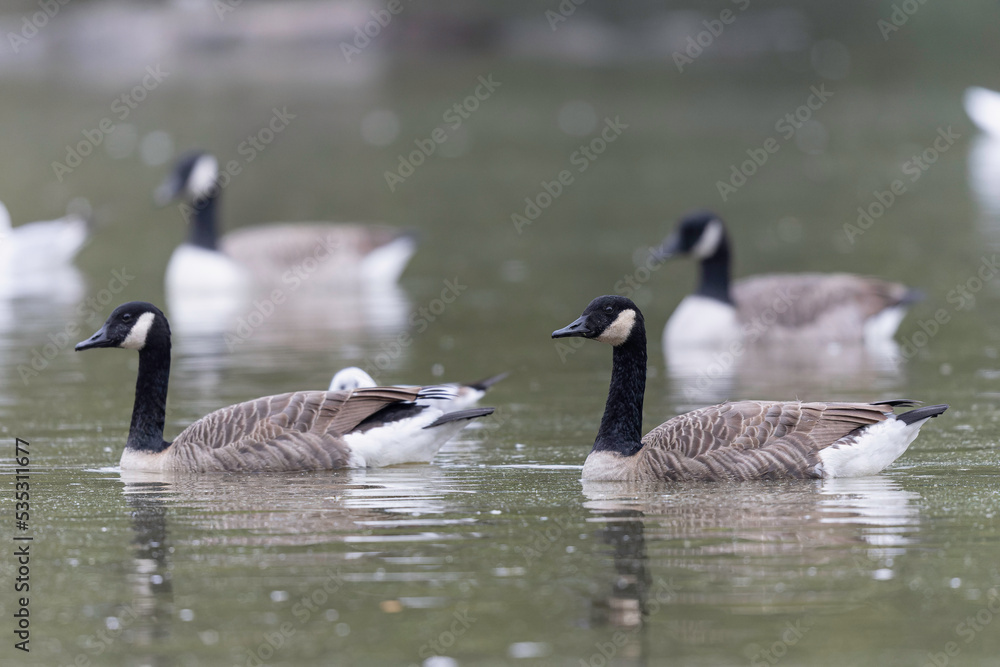 Canada goose swimming on a pond in the morning mist of a winter day Canada goose swimming on a pond in the morning mist of a winter day