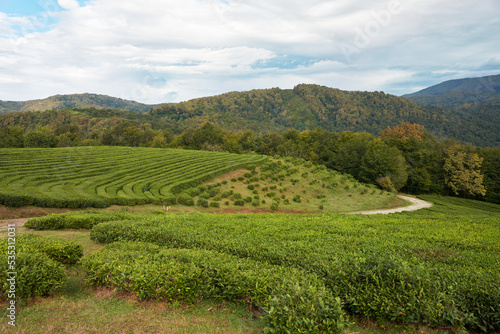 Green Matsesta tea plantations on the mountainside.