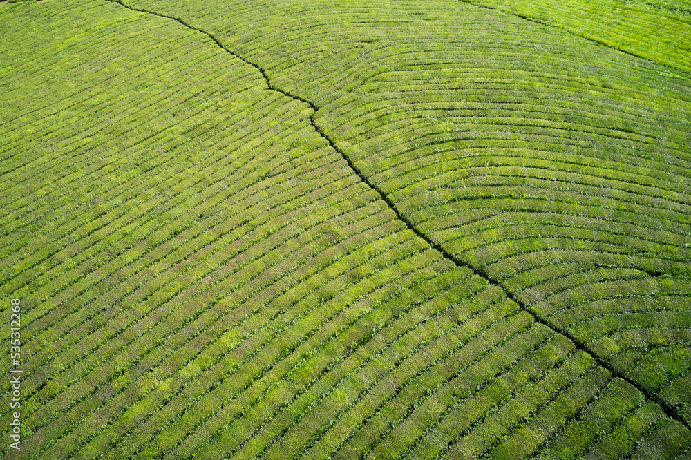 Aerial view of a green tea plantation in the mountains. Texture. Shooting from a drone. Aerial view of a green tea plantation in the mountains. Texture. Shooting from a drone.