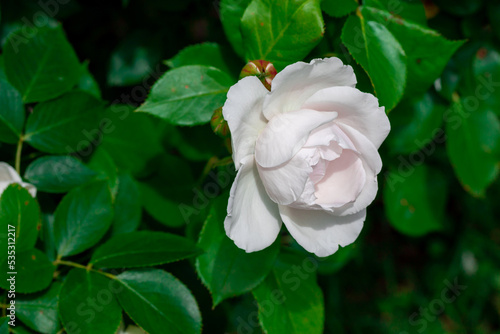 White rose on a background of green leaves.