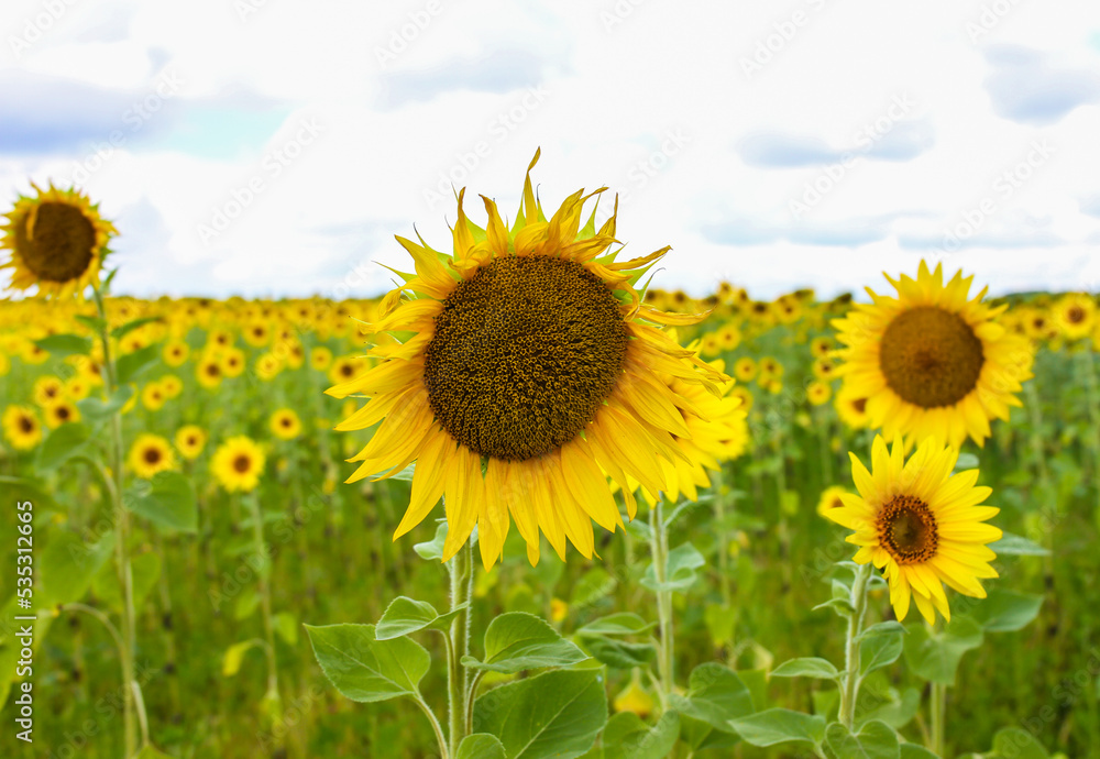 Flower Helianthus or sunflower daytime Flower Helianthus or sunflower daytime
