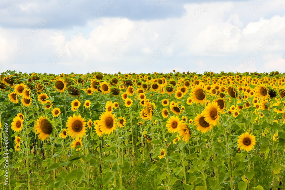 Fototapeta premium Flower Helianthus or sunflower daytime