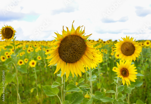 Flower Helianthus or sunflower daytime