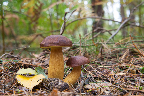mushroom boletus badius in the forest