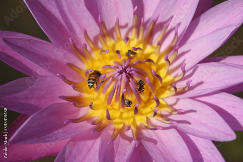 Lotus Flower, Temple, South East Asia