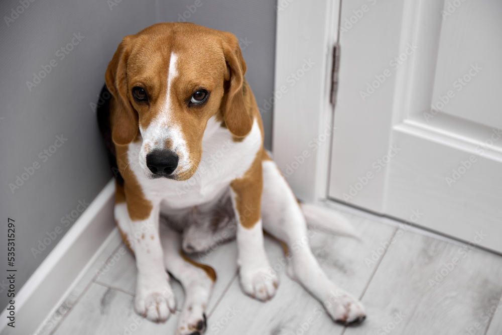 Young beagle with a guilty look sits waiting for a walk with the owner. Naughty dog sits in the corner of the room looking guiltily into the camera Young beagle with a guilty look sits waiting for a walk with the owner. Naughty dog sits in the corner of the room looking guiltily into the camera