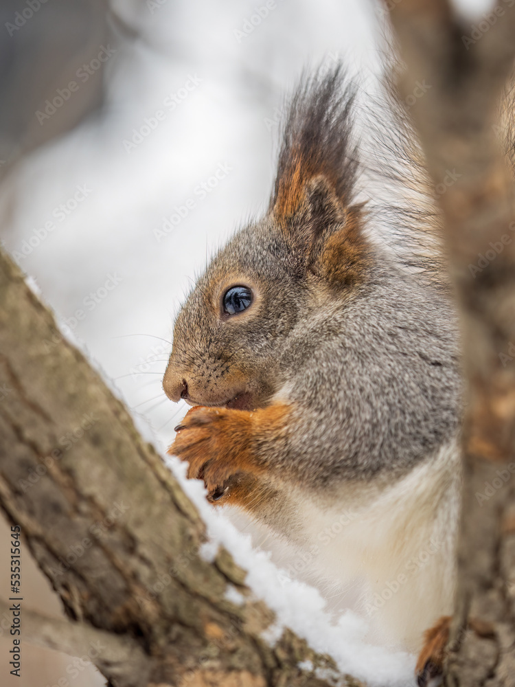 Fototapeta premium The squirrel with nut sits on tree in the winter or late autumn