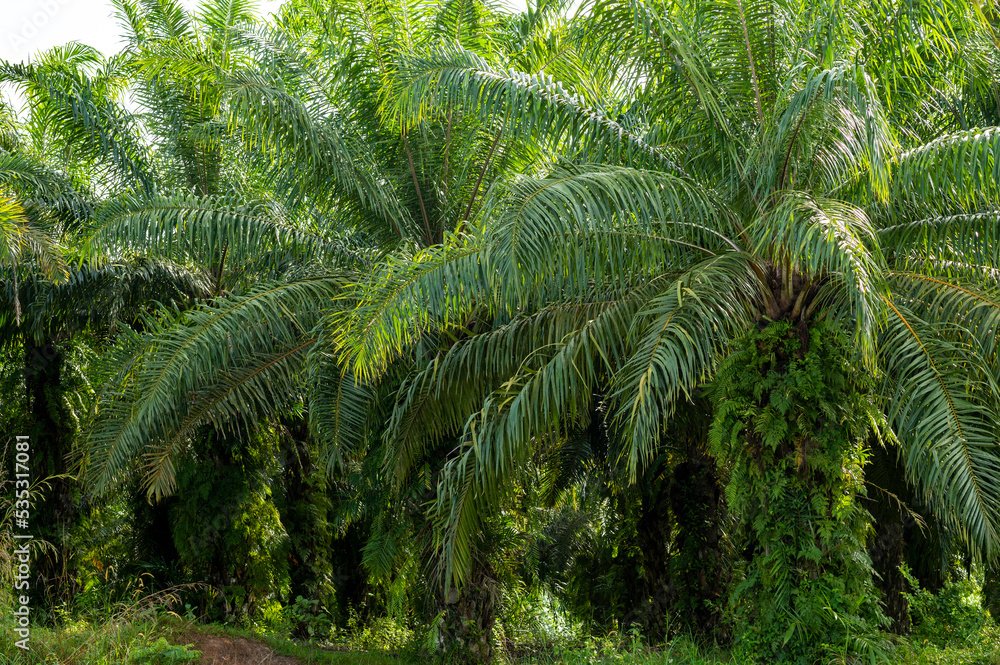 oil palm plantation Lined palm trees in Krabi, Thailand oil palm plantation Lined palm trees in Krabi, Thailand