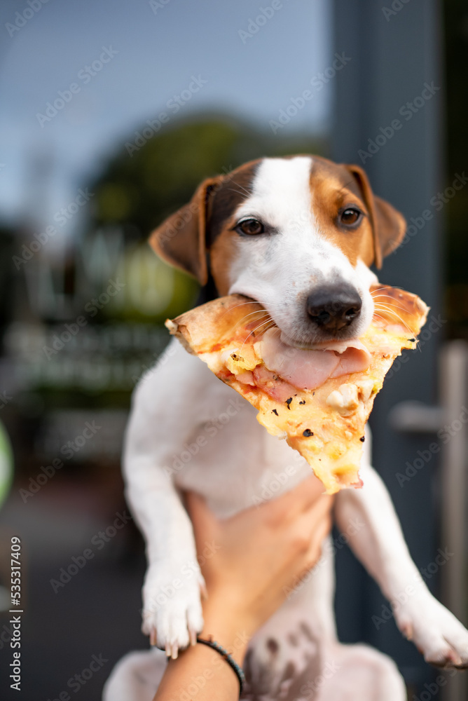 portrait of a dog with a pizza portrait of a dog with a pizza