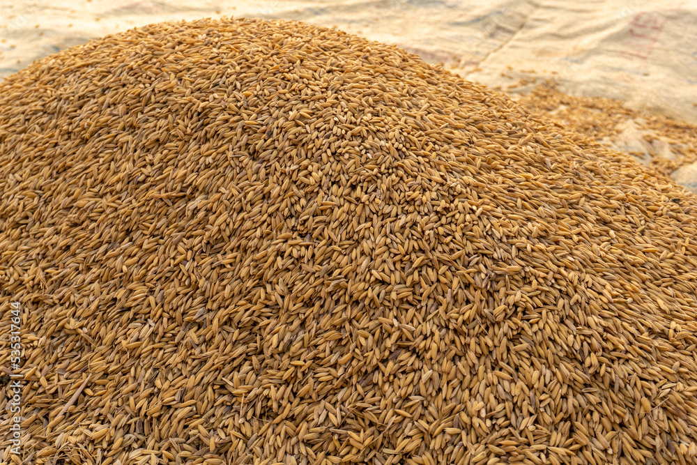 Rice of Bangladesh. Rice is threshed in agricultural land. Rice is the