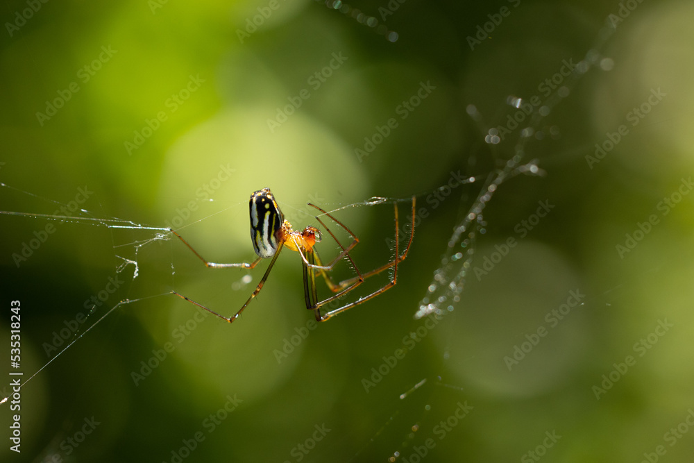 A colorful spider on a web in Sarasota, Florida A colorful spider on a web in Sarasota, Florida