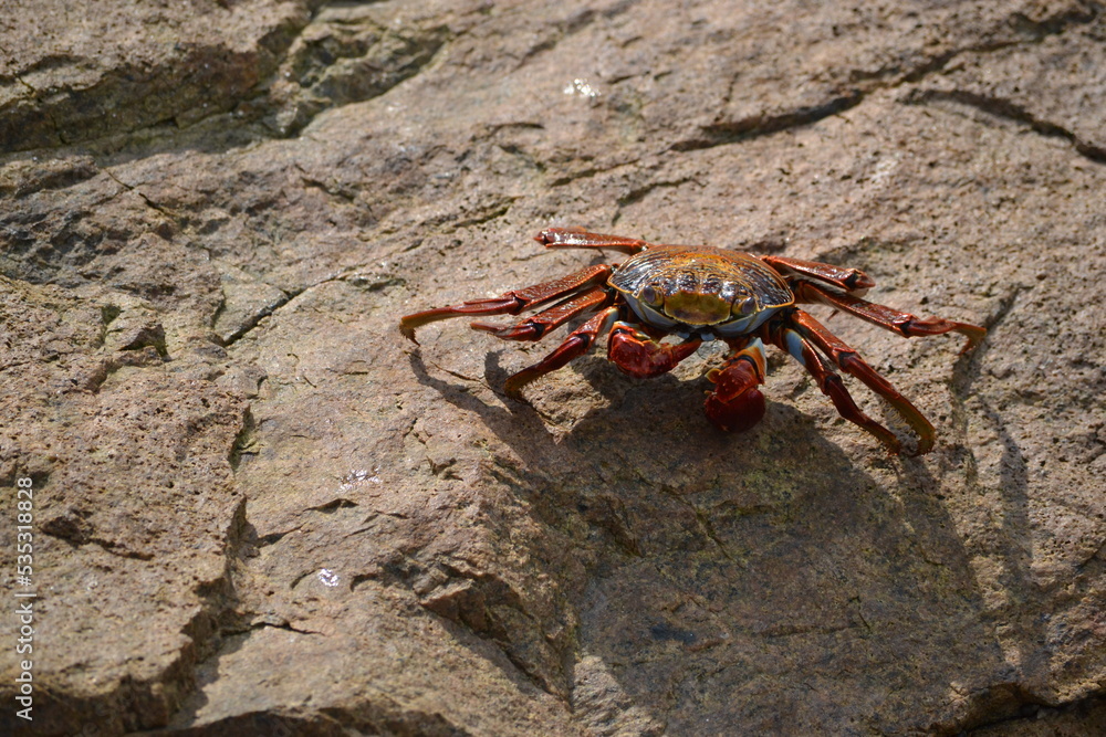 Fototapeta premium crab on a rock