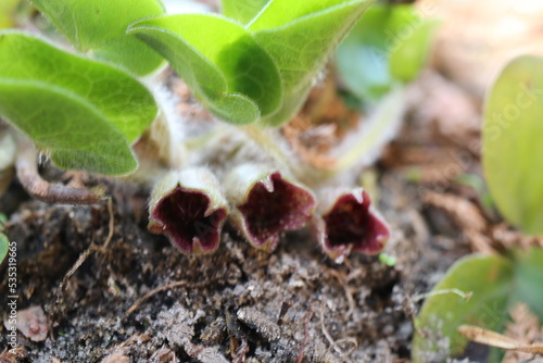 kopytnik pospolity asarum europaeum photo