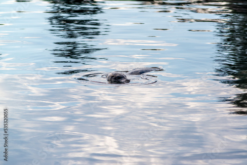 Curious harbour seals in the Macaulay Point Park in Victoria in British Columbia