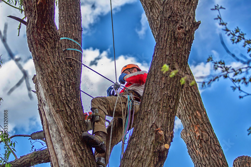 woodpecker on a tree