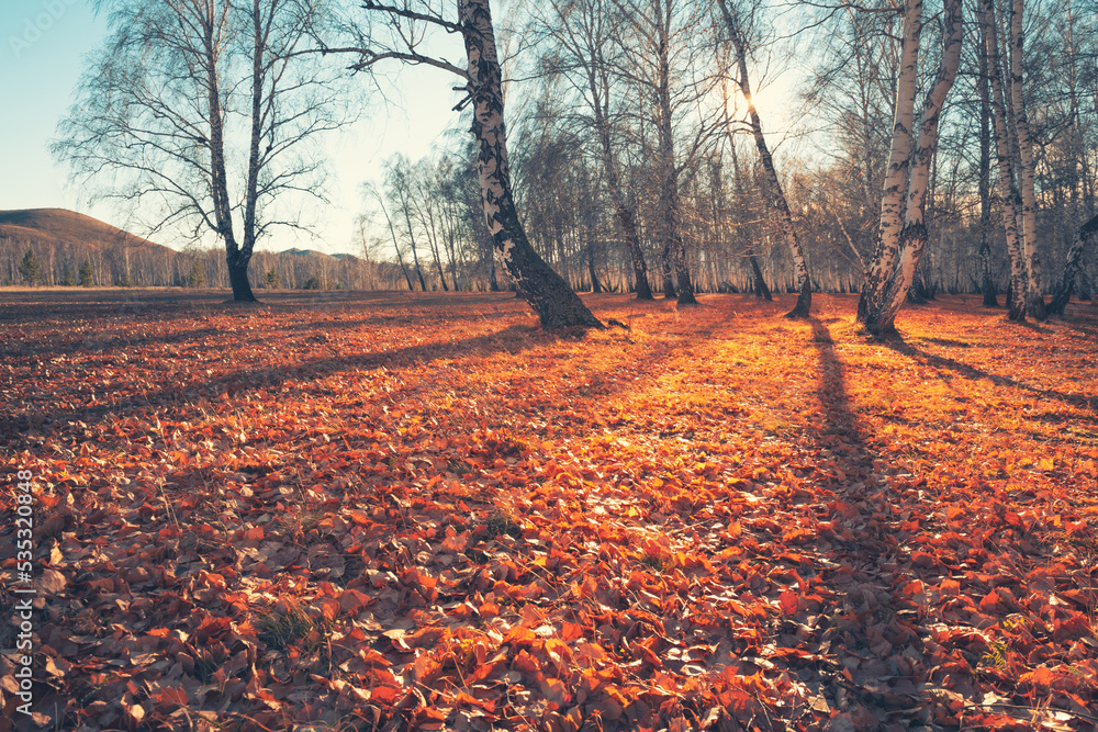 Autumn forest with fallen yellow leaves at sunset.