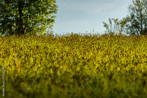 Sunny color meadow with blooms in summer evening in Krkonose