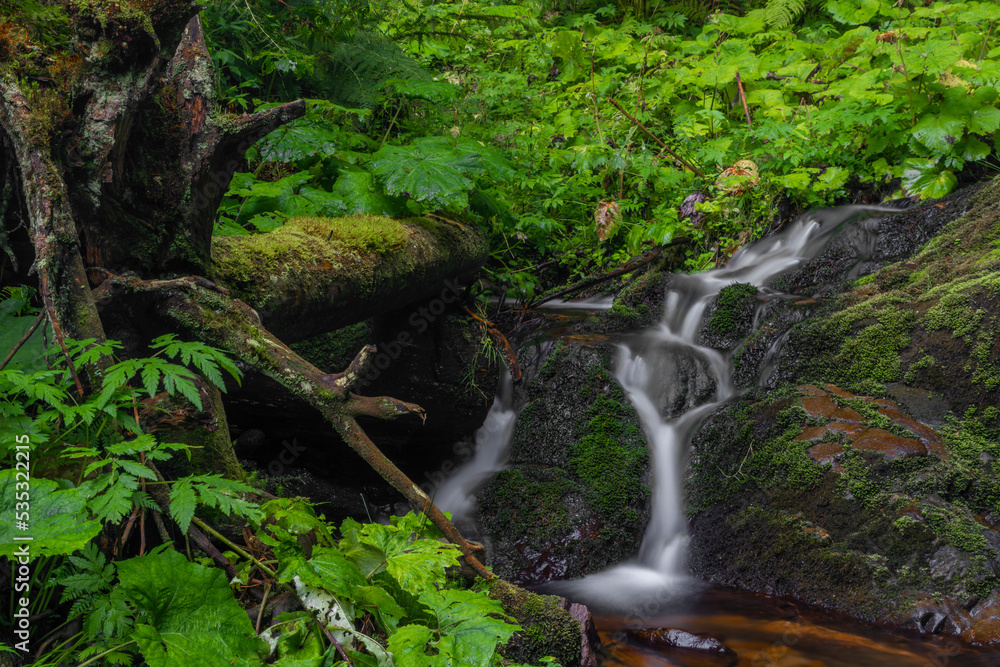 Javori creek in Krkonose national park in summer morning Javori creek in Krkonose national park in summer morning