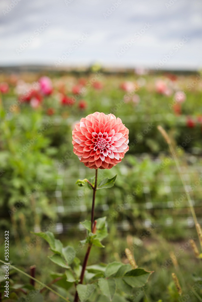Dahlias in the garden on a large green bush. Delicate flower buds. Growing flowers.	
