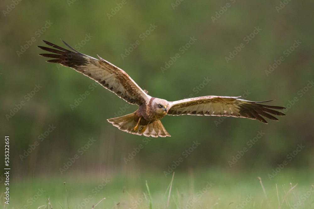 Obraz premium Flying Birds of prey Marsh harrier Circus aeruginosus, hunting time Poland Europe