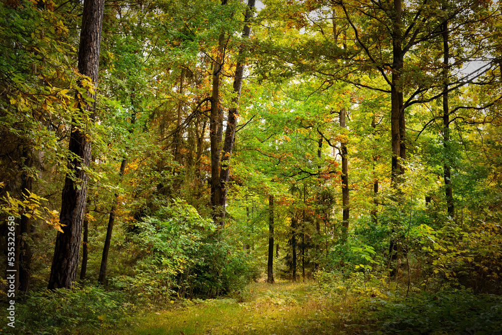 Day in autumn forest. October in european forest. Day in autumn forest. October in european forest.