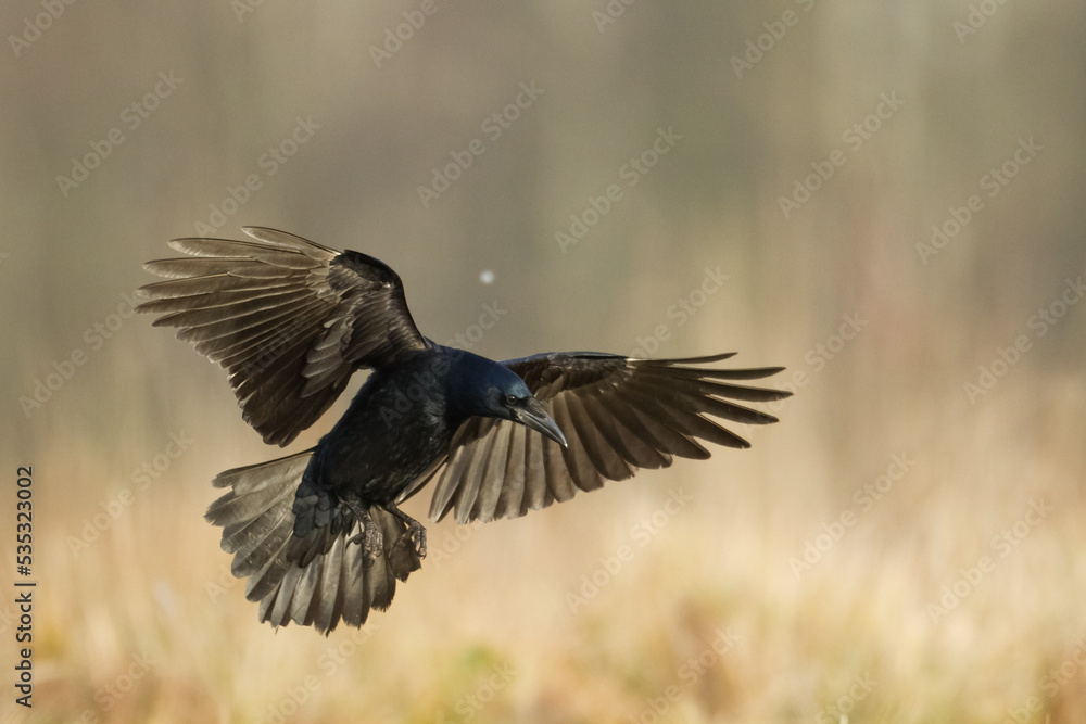 Obraz premium flying Bird Rook corvus frugilegus landing, black bird in winter time, Poland Europe