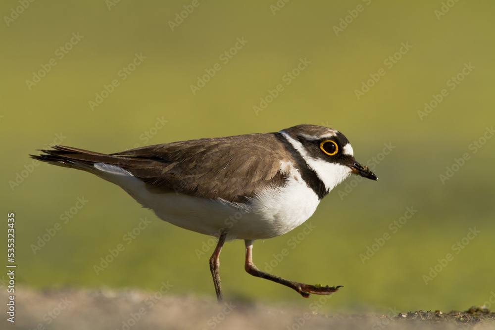 Bird Charadrius dubius, Little Ringed Plover on blurred background Bird Charadrius dubius, Little Ringed Plover on blurred background