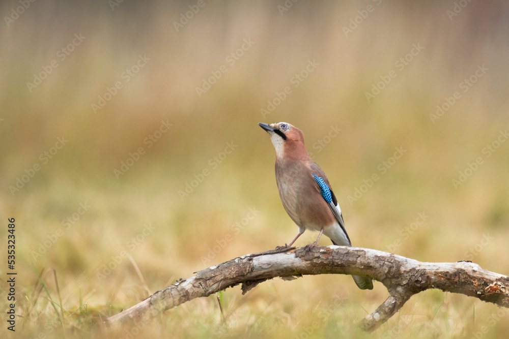 Bird Eurasian Jay Garrulus glandarius sitting on the branch Poland, Europe Bird Eurasian Jay Garrulus glandarius sitting on the branch Poland, Europe