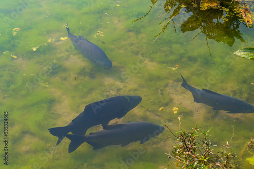 peixes pacu e seu belo lago  em  Bonito Campo Grande Mato Grosso do Sul, Brasil photo