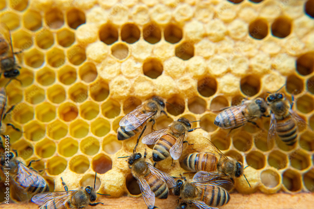 Honeybees busy working at their beehive. Honeybees busy working at their beehive.