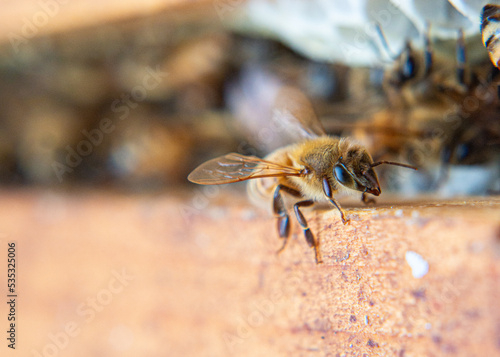 Honeybees busy working at their beehive.