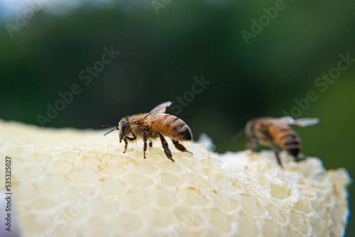 Honeybees busy working at their beehive.