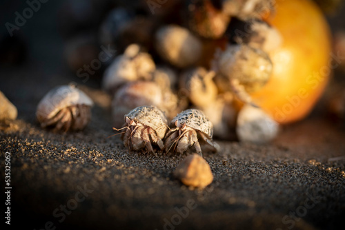 Fototapeta Naklejka Na Ścianę i Meble -  Hermit crabs walking away from food.