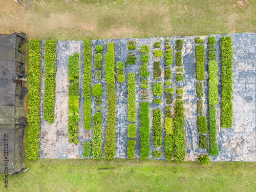 Beautiful top down view to farm seedling nursery on green rainforest photo