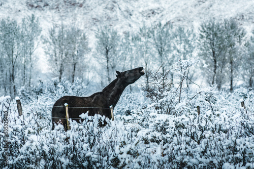 horse eating bush in snowy landscape photo