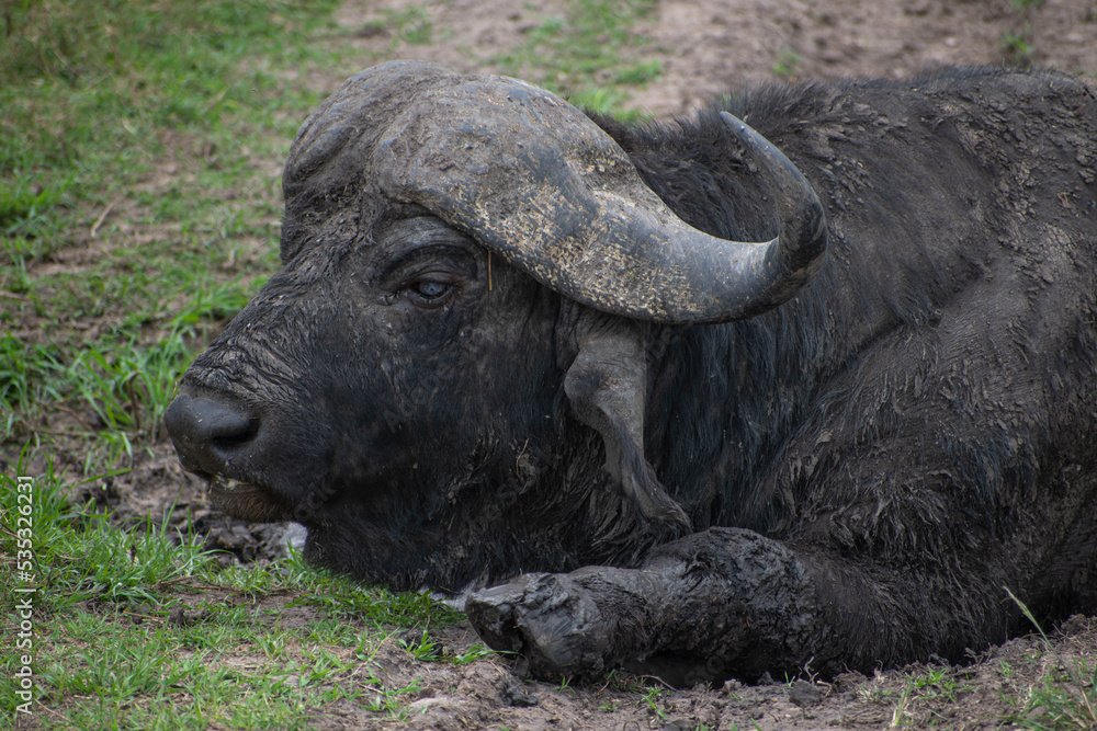 Obraz premium A buffalo resting in mud