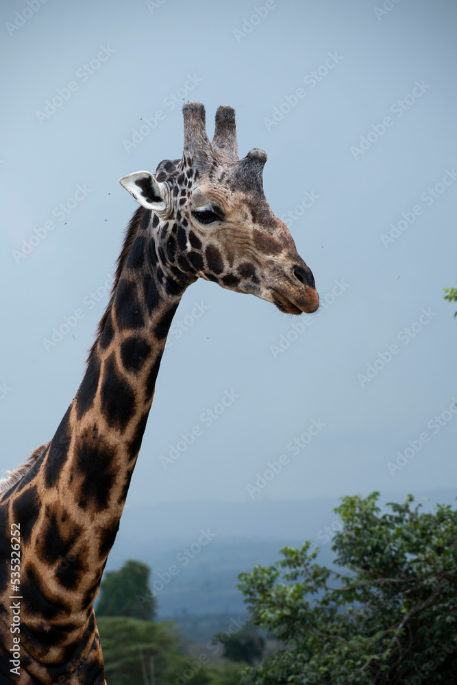 Fototapeta premium A portrait of Rothschild giraffe