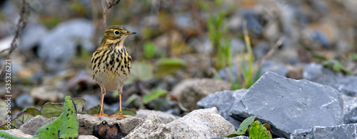 Wiesenpieper // Meadow Pipit (Anthus pratensis) photo