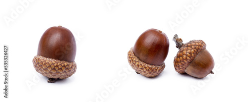 Ripe acorns isolated on a white background