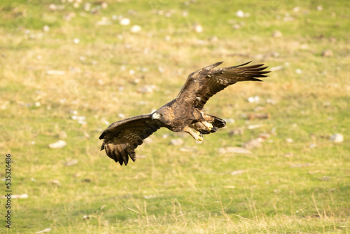 Golden eagle adult female flying in a Mediterranean mountainous area with the first light of the day