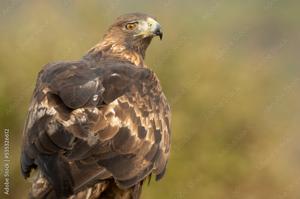 Adult female Golden eagle in a mountainous Mediterranean area with the first light of dawn in autumn Adult female Golden eagle in a mountainous Mediterranean area with the first light of dawn in autumn