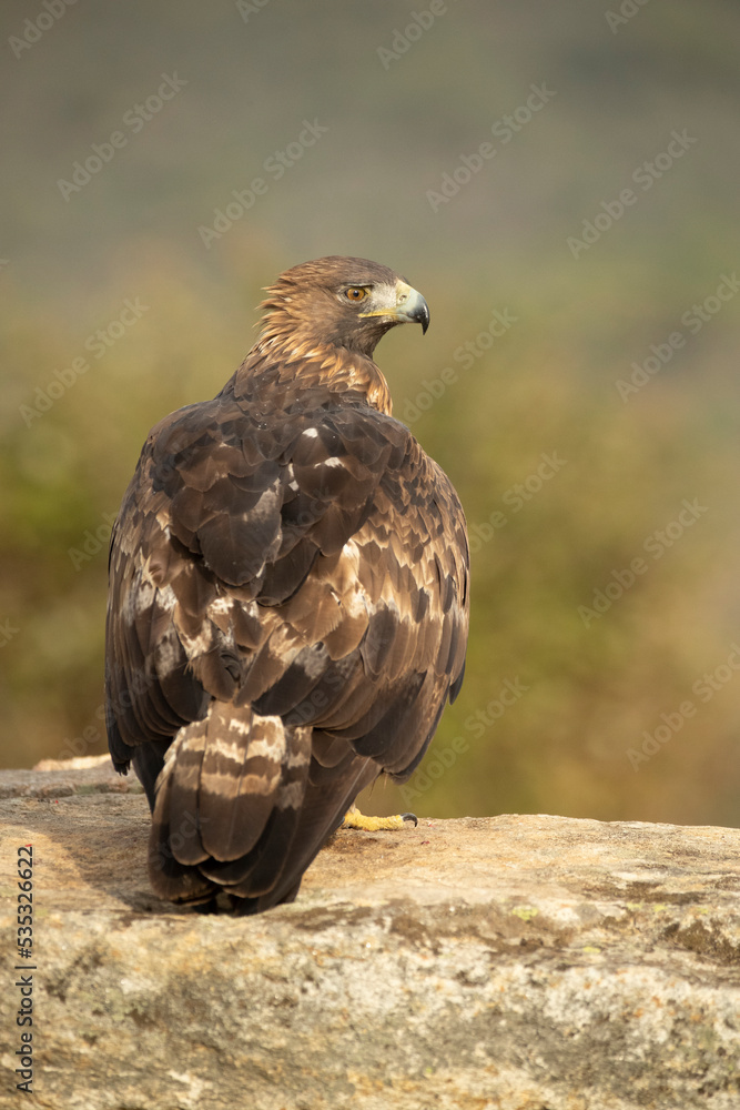 Fototapeta premium Adult female Golden eagle in a mountainous Mediterranean area with the first light of dawn in autumn