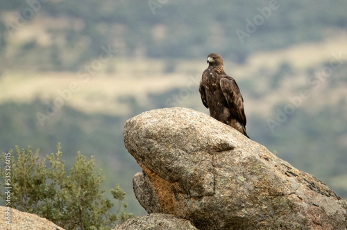 adult female Golden eagle in a mountainous Mediterranean area with the first light of dawn in autumn