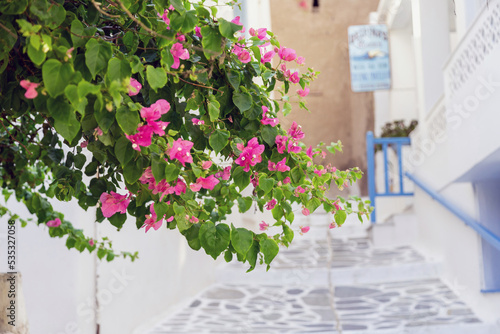 Bougainvillea blooming evergreen thorny ornamental climbing plant, pink color flower, Greek island