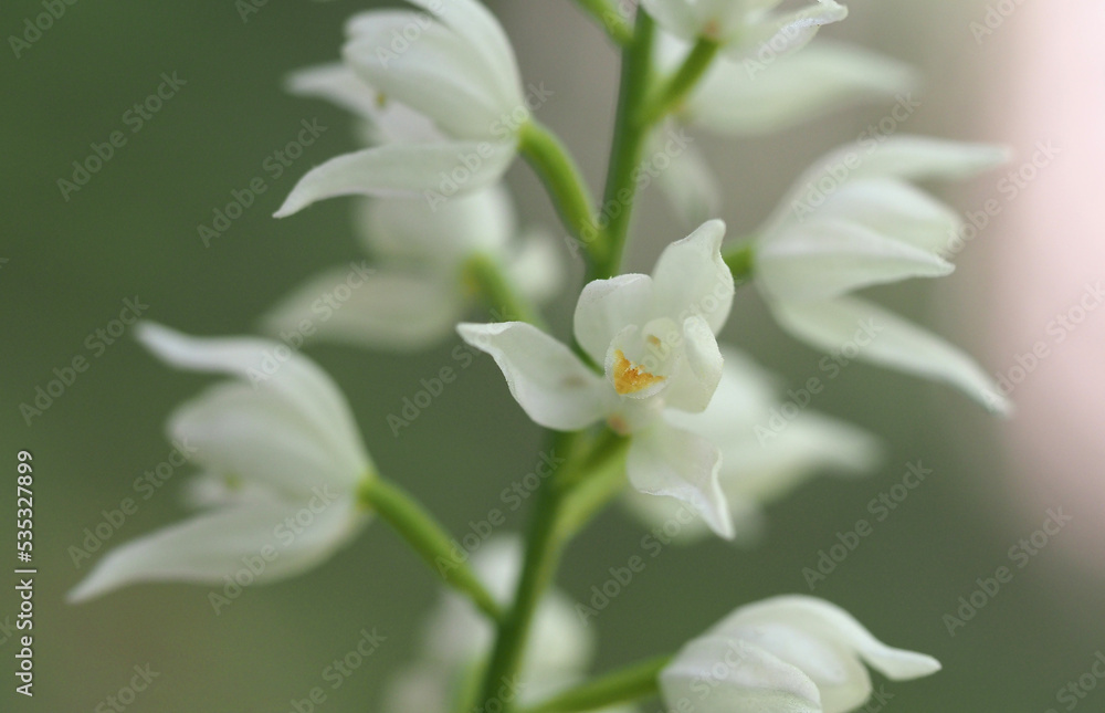 Obraz premium Schwertblättriges Waldvögelein